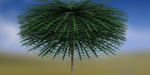 Découverte d’un arbre unique dans l’évolution avec des feuilles impressionnantes de 1,75 m de long !