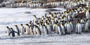 « L’un des plus grands désastres écologiques des temps modernes » se produit en Antarctique !