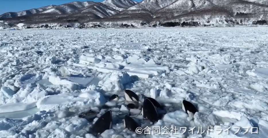 12 orques prises au piège dans la glace au Japon