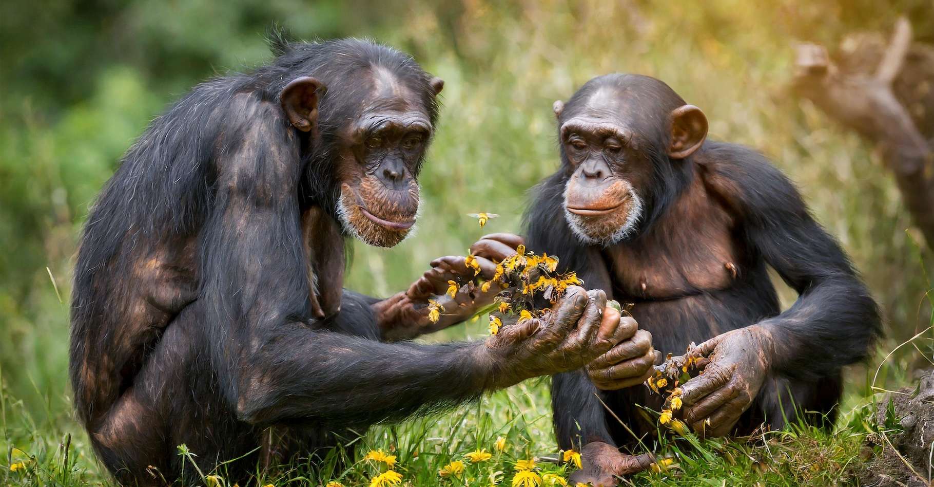 Les bourdons et les chimpanzés sont des petits génies, voici pourquoi
