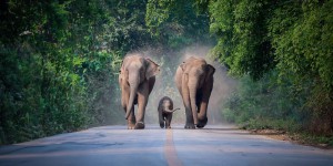 Les éléphants d’Asie ne font pas que pleurer les morts, ils les enterrent aussi