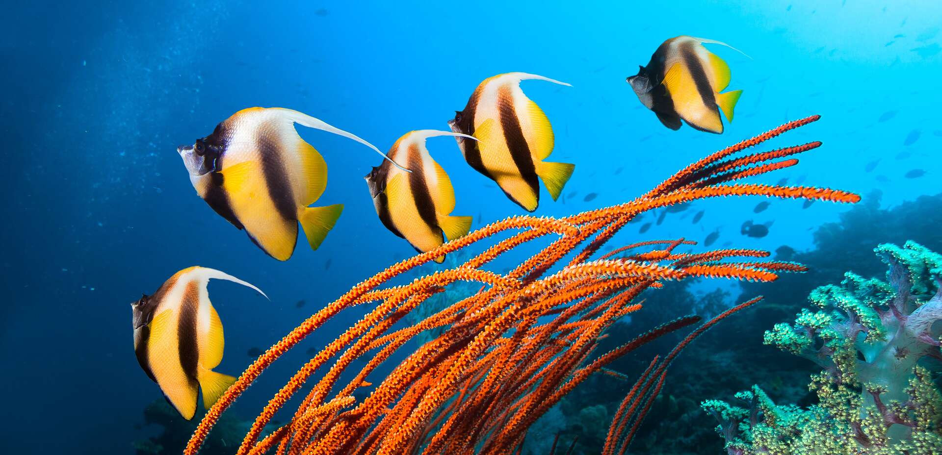 La Grande Barrière de corail subit son 5e « blanchissement massif » en 8 ans !