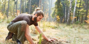 Planter des arbres aux mauvais endroits peut aggraver le réchauffement climatique !
