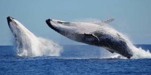 Premières images d'un accouplement de baleines à bosse : un mâle tente de s'accoupler avec un autre mâle blessé