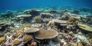 Blanchissement du corail : la moitié de la surface de l’océan est classée en niveau d'alerte 5/5 !