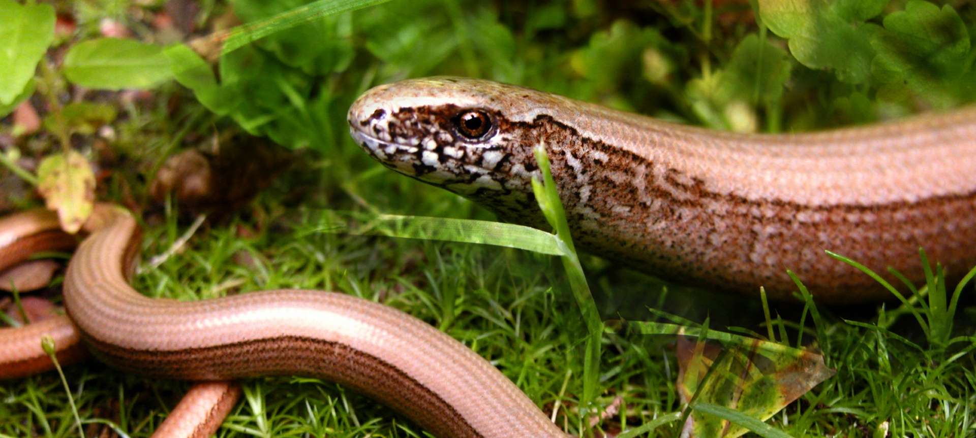 Étrangeté du vivant : des amphibiens serpentiformes qui allaitent leurs petits ﻿?
