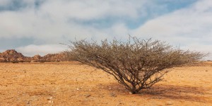 La moitié de l’Afrique est menacée d’une sécheresse désastreuse