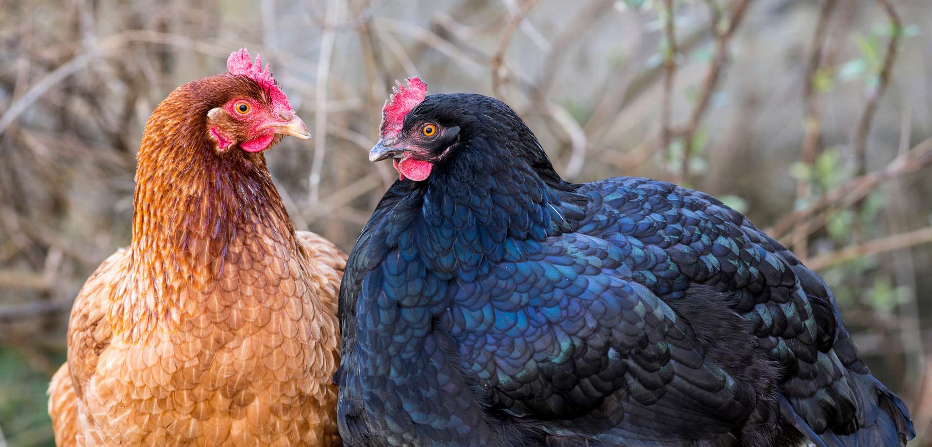 Les poules rougissent d'émotion, et c'est une bonne nouvelle pour le bien-être animal