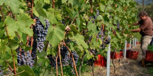 70 % des régions à vin vont devoir arrêter leur production