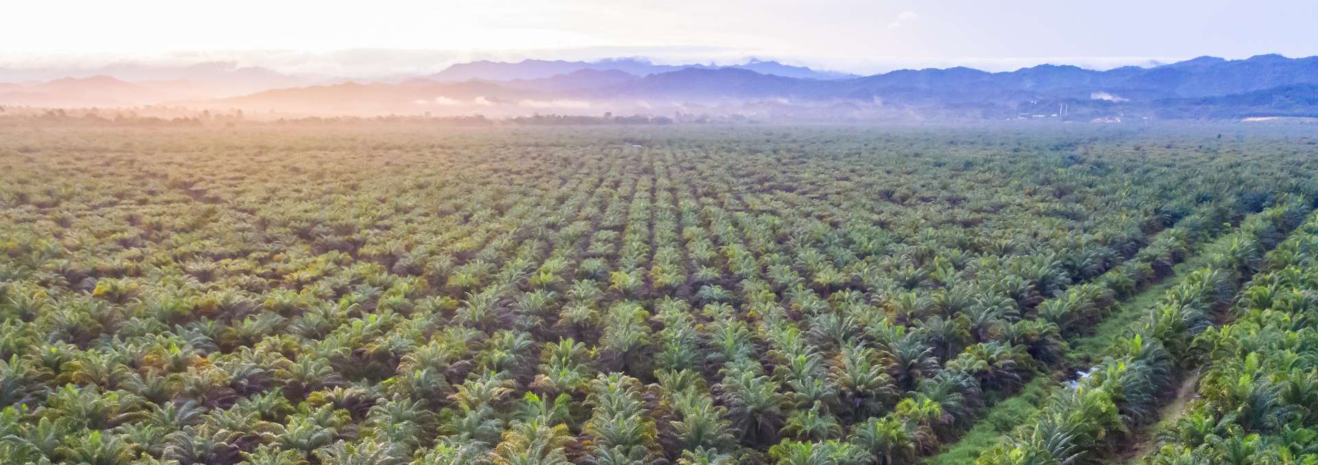 Quel est le vrai problème avec l’huile de palme ?