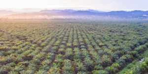 Quel est le vrai problème avec l’huile de palme ?