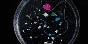 Dans l’océan, le plastique se décompose en des milliers de milliards de nanoparticules polluantes