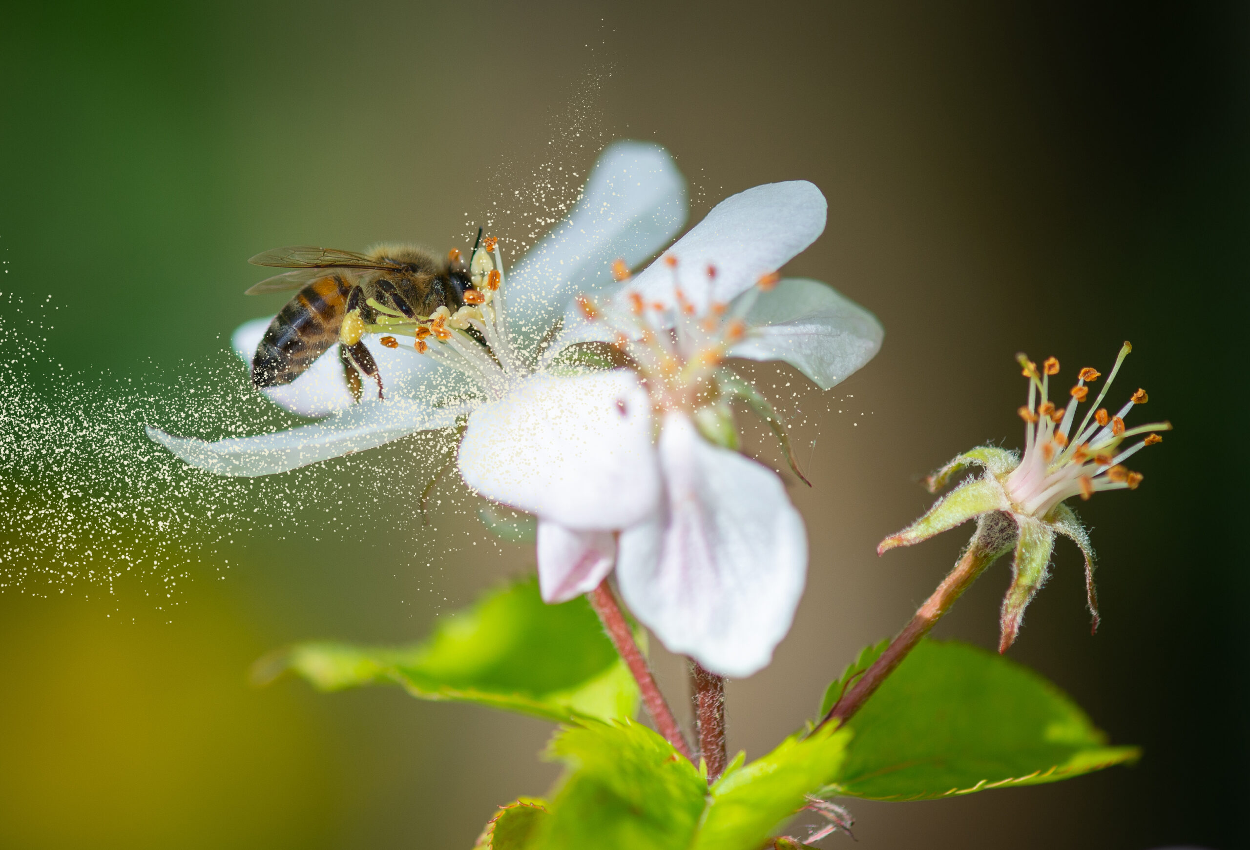 Pourquoi les abeilles sont essentielles à la vie sur Terre ?
