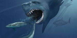 Mégalodons : Un requin géant éteint aurait donné naissance à des bébés « cannibales »