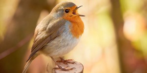 Pourquoi les oiseaux chantent ?