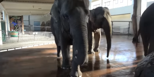 Vidéo : Cet éléphant a appris à peler les bananes en observant les humains