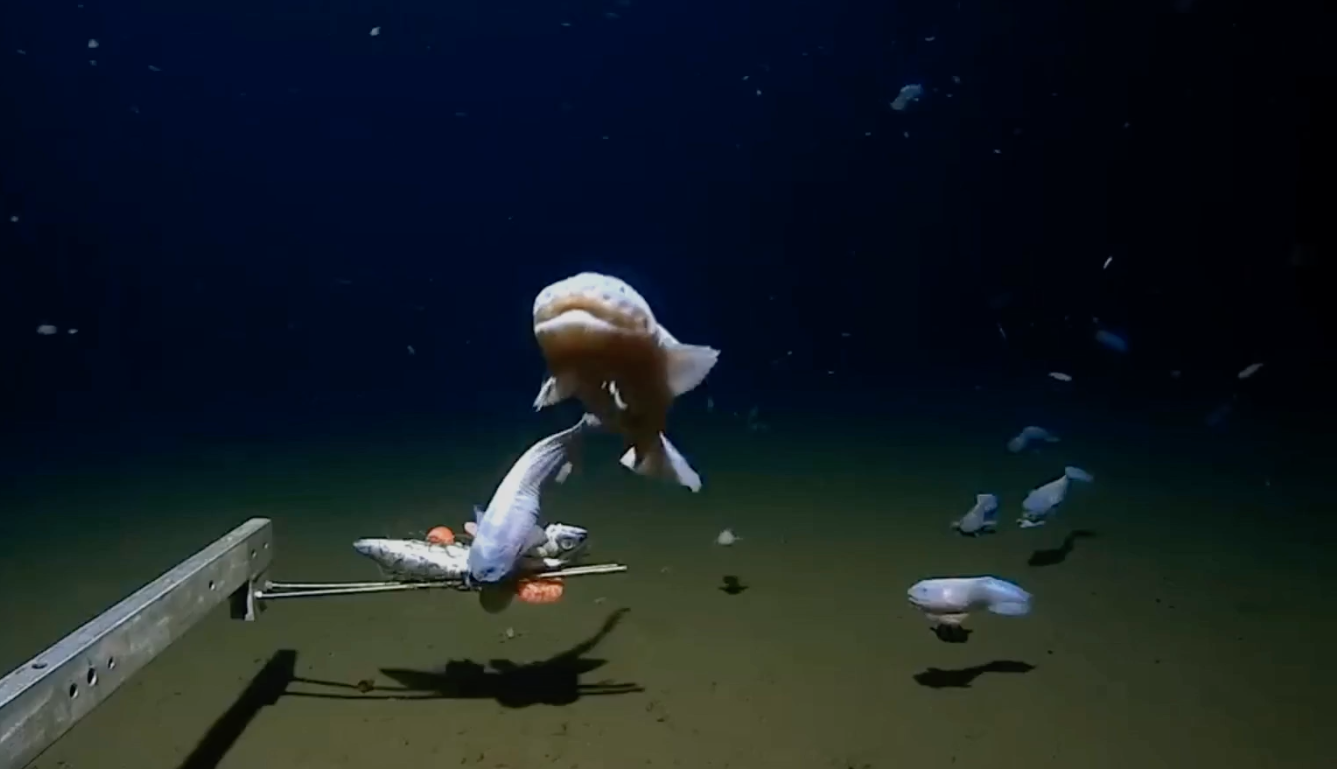 Vidéo : Voici le poisson filmé à une profondeur record, à 8,3 kilomètres sous le niveau de la mer