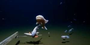 Vidéo : Voici le poisson filmé à une profondeur record, à 8,3 kilomètres sous le niveau de la mer
