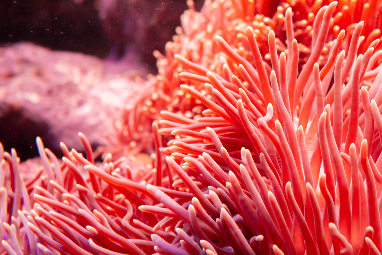 Pourquoi les crèmes solaires sont-elles toxiques pour les coraux ?