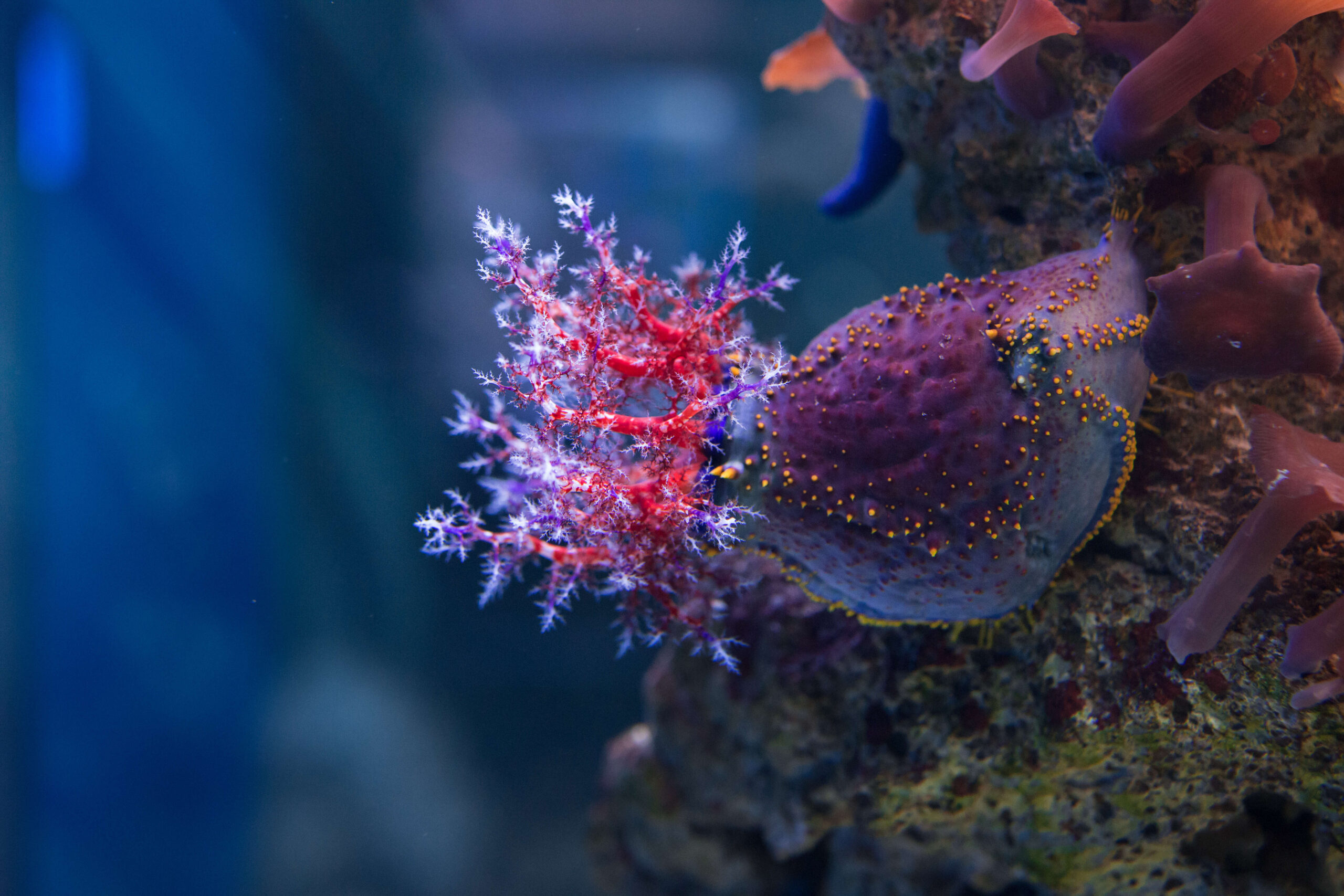 Découverte de 5 000 nouvelles espèces marines dans une faille sous-marine de 7 240 km