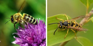 Quelle est la différence entre les guêpes et les abeilles ?