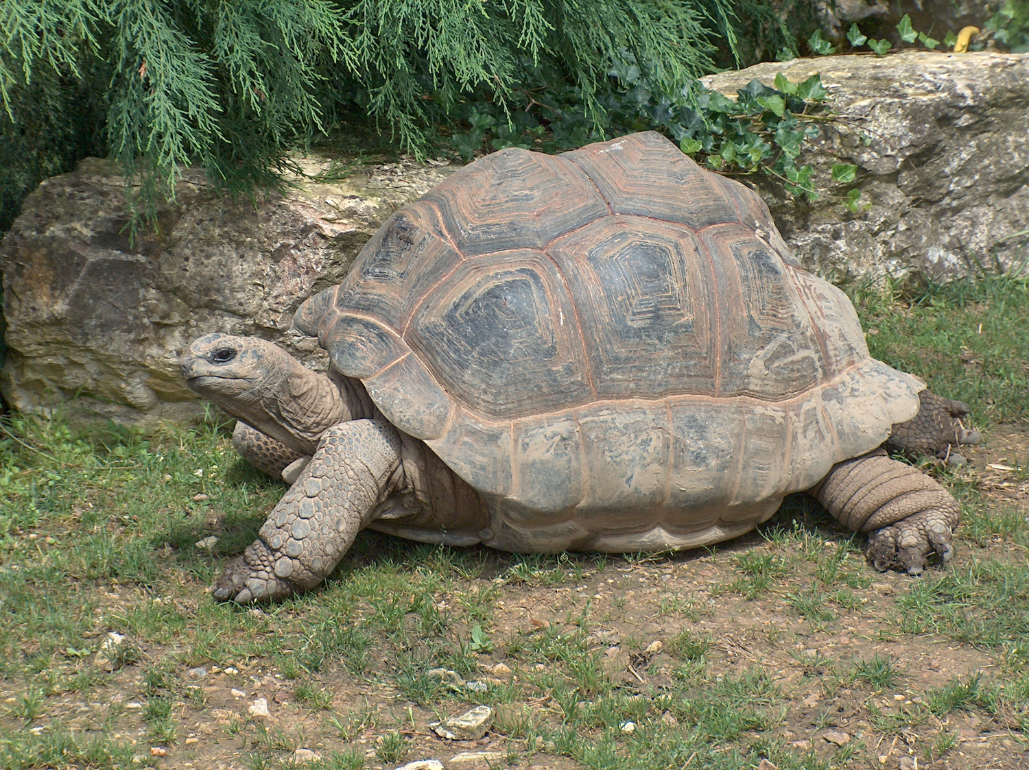 Le mystère de la longévité des tortues enfin élucidé !