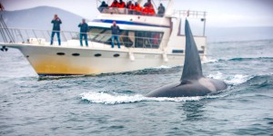 VIDÉO – Recrudescence d’attaques des orques : quel est ce phénomène ?