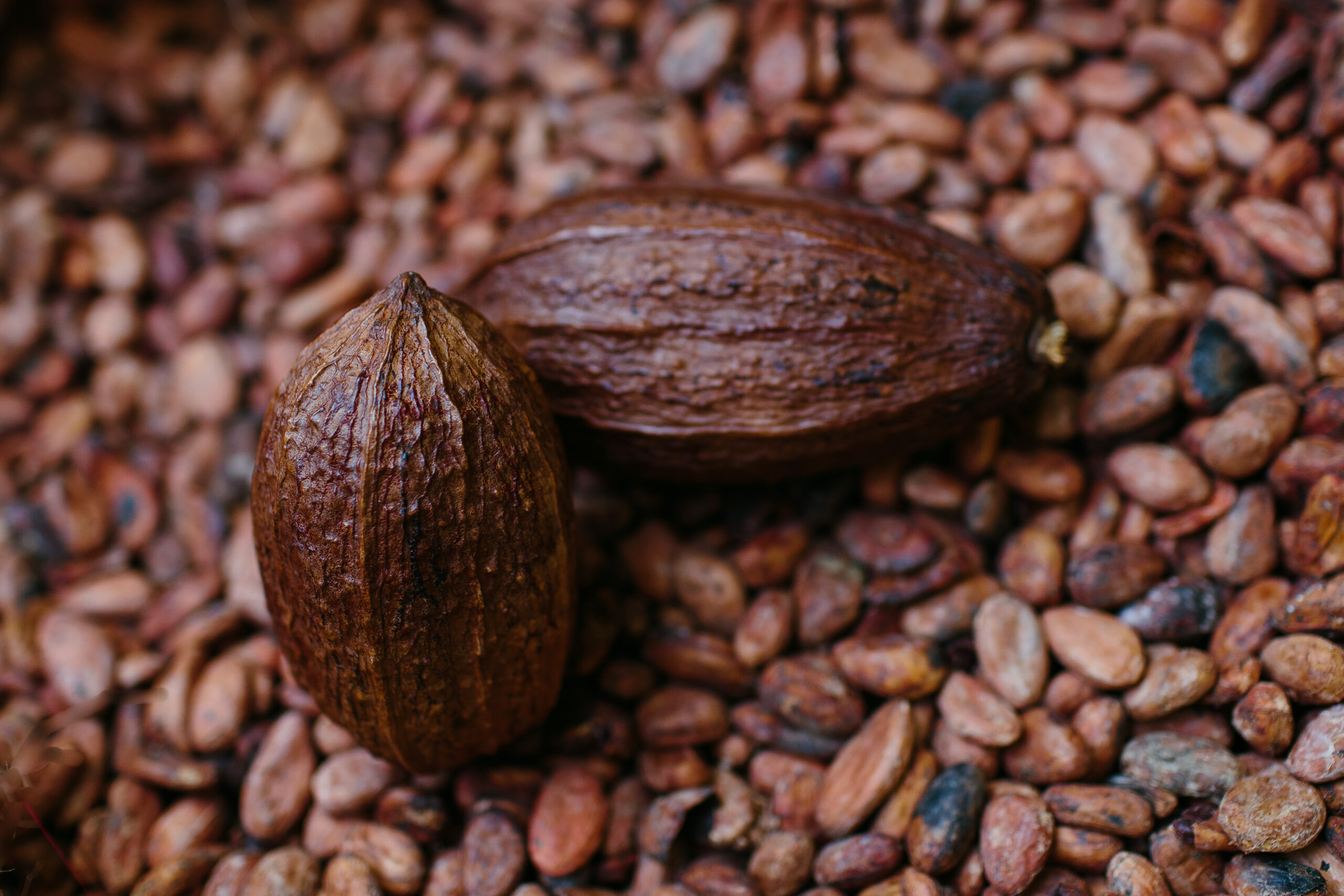 Et si le cacao pouvait aider à lutter contre le réchauffement climatique ?
