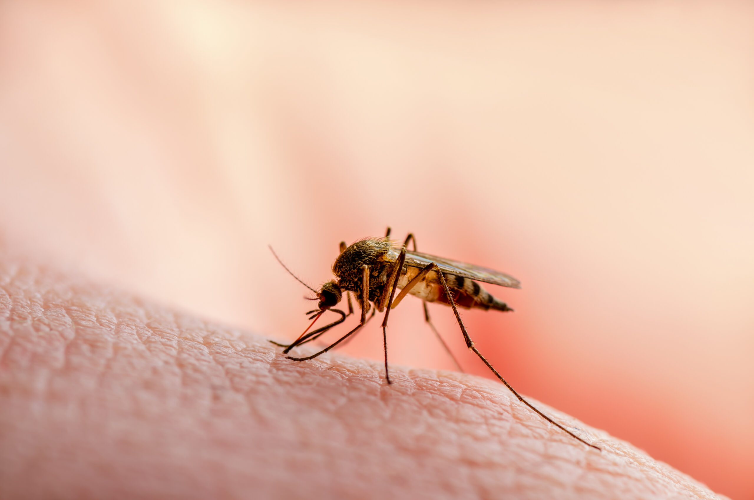 Une équipe de recherche a peut-être découvert un moyen pour éviter les piqûres de moustiques