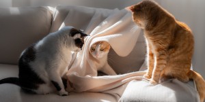 Selon une étude, les chats connaissent le nom de leurs propriétaires et de leur congénères