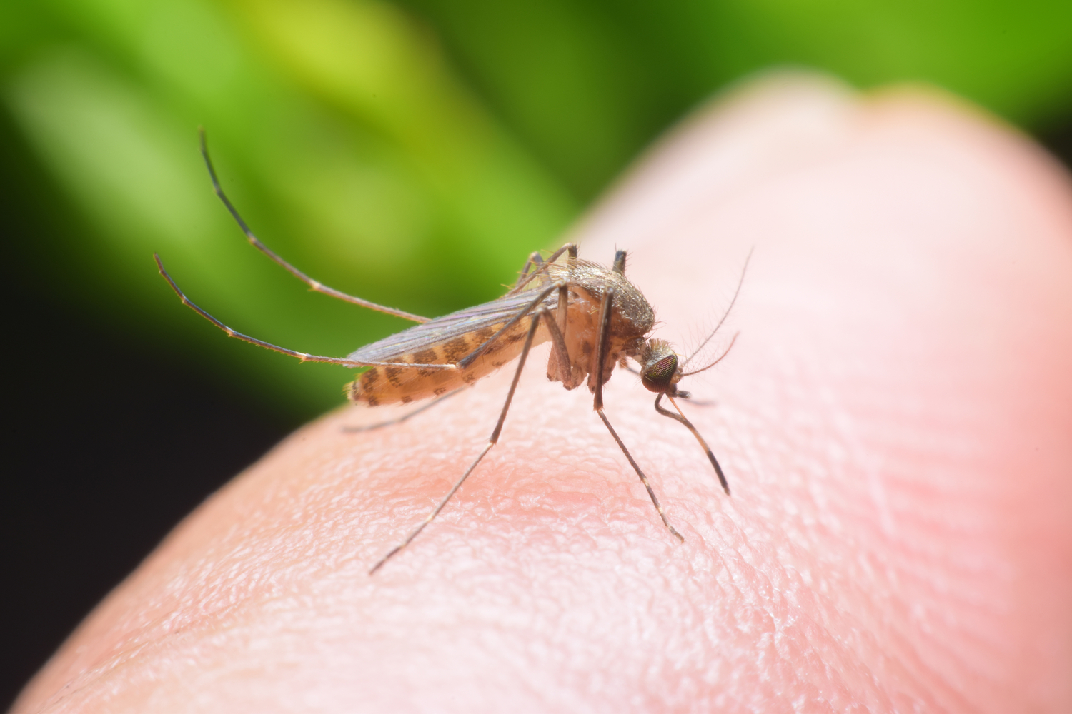 Pourquoi les moustiques piquent-ils certaines personnes plus que d’autres ?