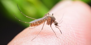 Pourquoi les moustiques piquent-ils certaines personnes plus que d’autres ?