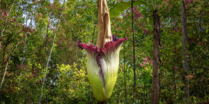 « Phallus de titan » : l’éclosion rarissime de l’une des plus grandes fleurs du monde aura bientôt lieu en France
