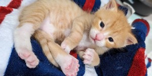 Ce chaton polydactyle né avec 6 doigts par patte ne pouvait pas marcher correctement