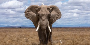 Les éléphants seraient protégés du cancer grâce à leurs énormes testicules