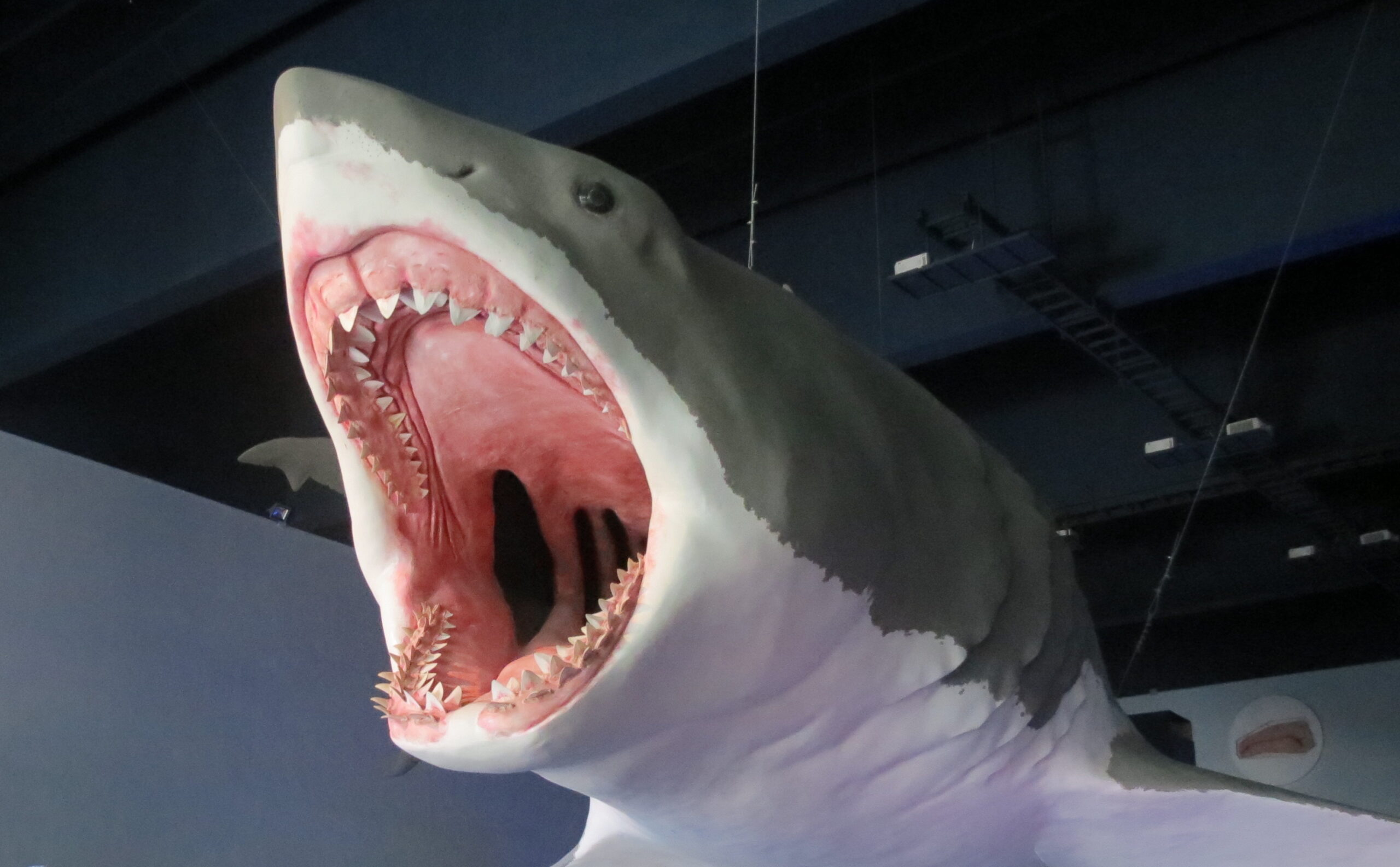Mégalodon : le plus grand requin ayant jamais existé était un tueur à sang chaud