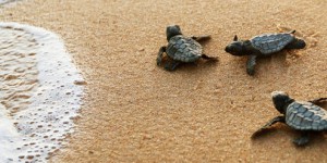 Phénomène rarissime : une tortue Caouanne pond ses œufs sur une des plages Porquerolles