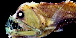 Pourquoi les poissons des abysses ont-ils une apparence aussi monstrueuse ?