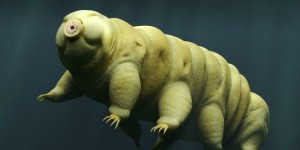 Des scientifiques découvrent pourquoi le tardigrade est devenu l’un des animaux les plus résistants capables de survivre au vide de l’espace