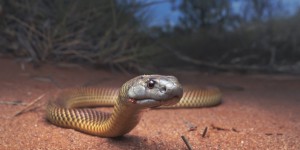 Pourquoi les serpents ont-ils deux pénis et pas les humains ?