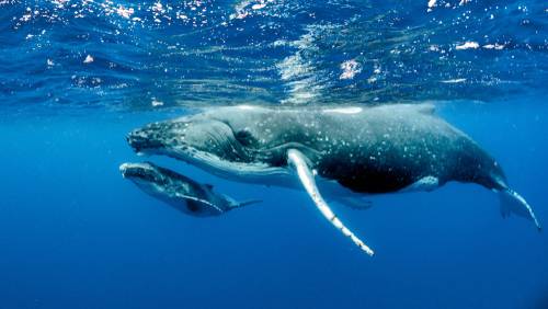 VIDEO : Voici les images rarissimes d’une baleine en train d’allaiter sous l’océan