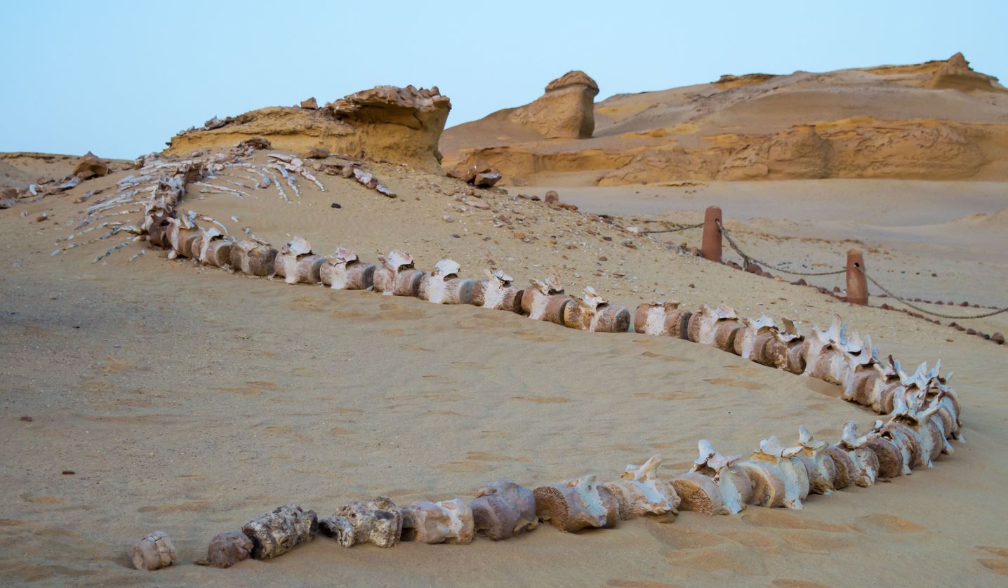Vidéo : Le mystérieux cimetière de baleines du désert d’Atacama