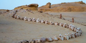 Vidéo : Le mystérieux cimetière de baleines du désert d’Atacama