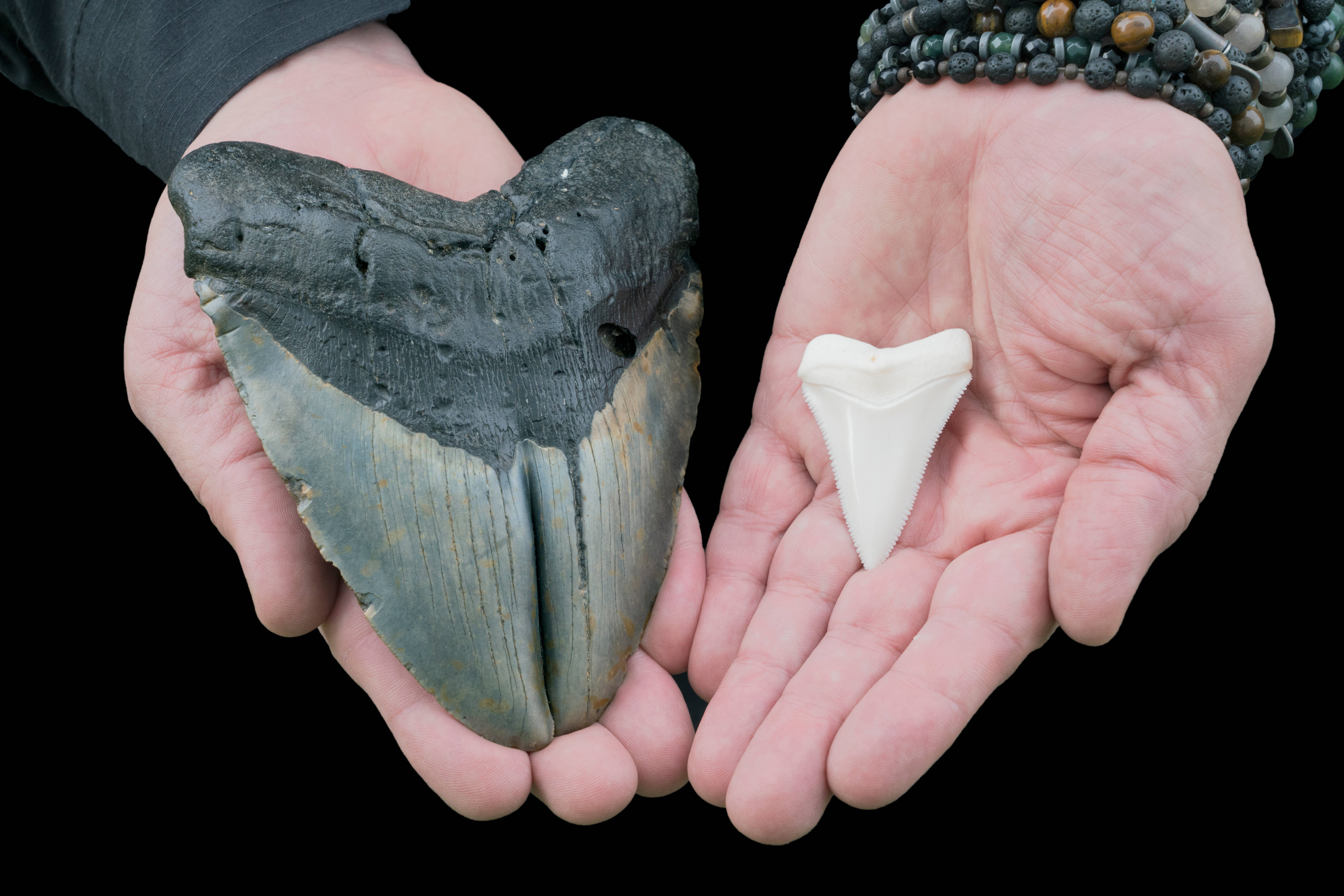 Un adolescent aurait découvert une dent de mégalodon vieille de 3,6 millions d’années