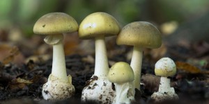 Amanite phalloïde : enfin un antidote contre le champignon le plus mortel de tous !