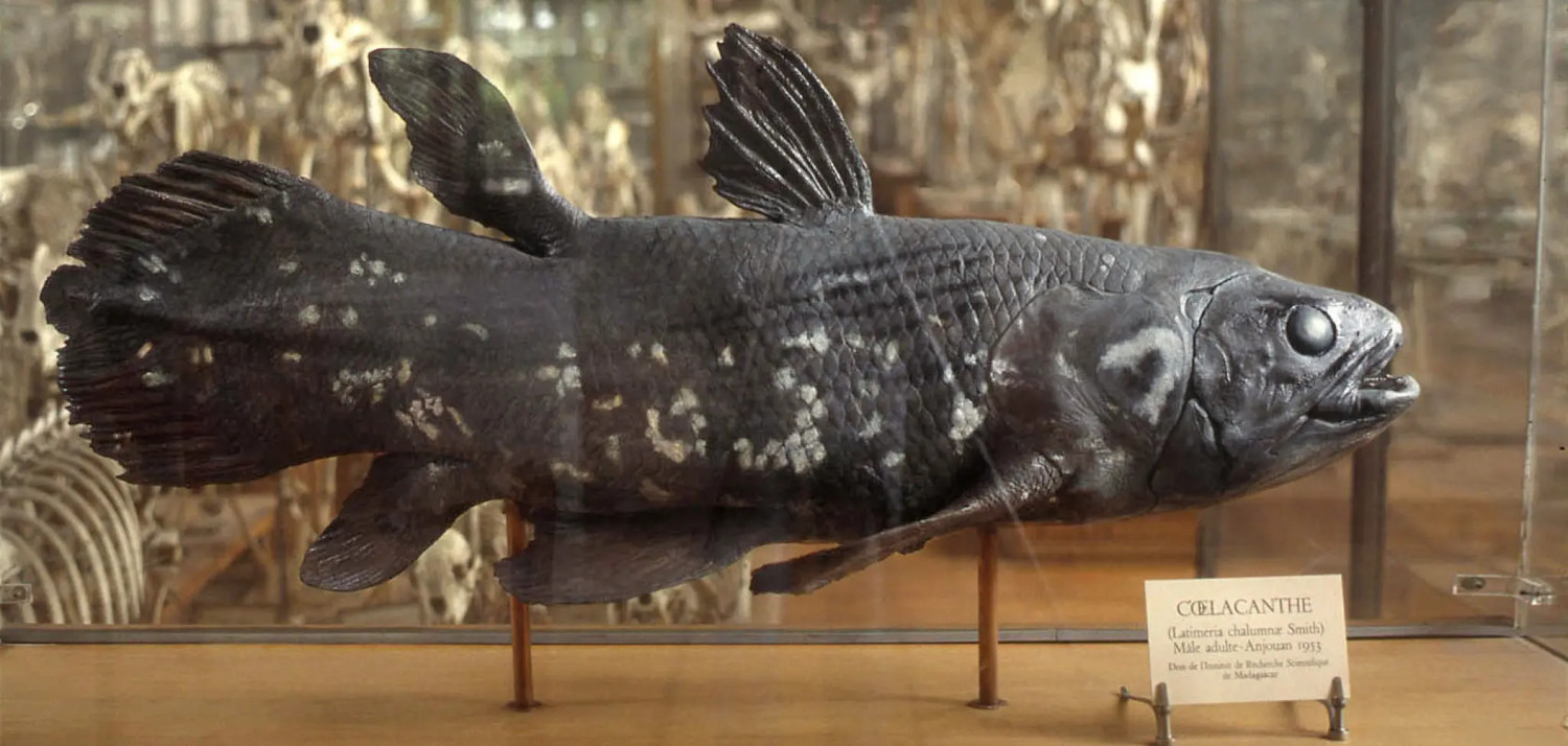 Le cœlacanthe est une espèce de poisson à la longévité exceptionnelle et qui détient aussi le record de gestation