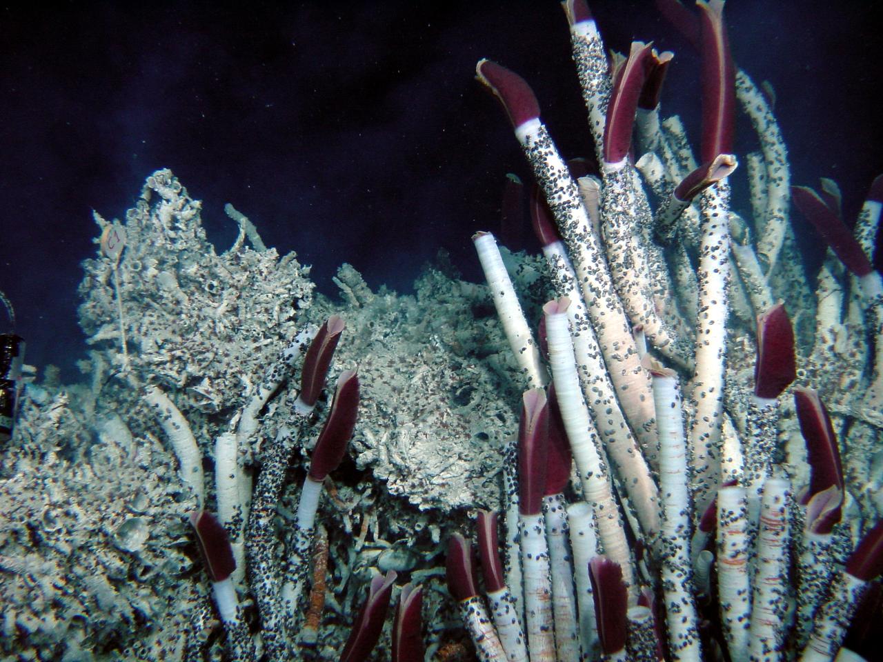 Découverte d’espèces marines surprenantes venues du dessous des fonds océaniques