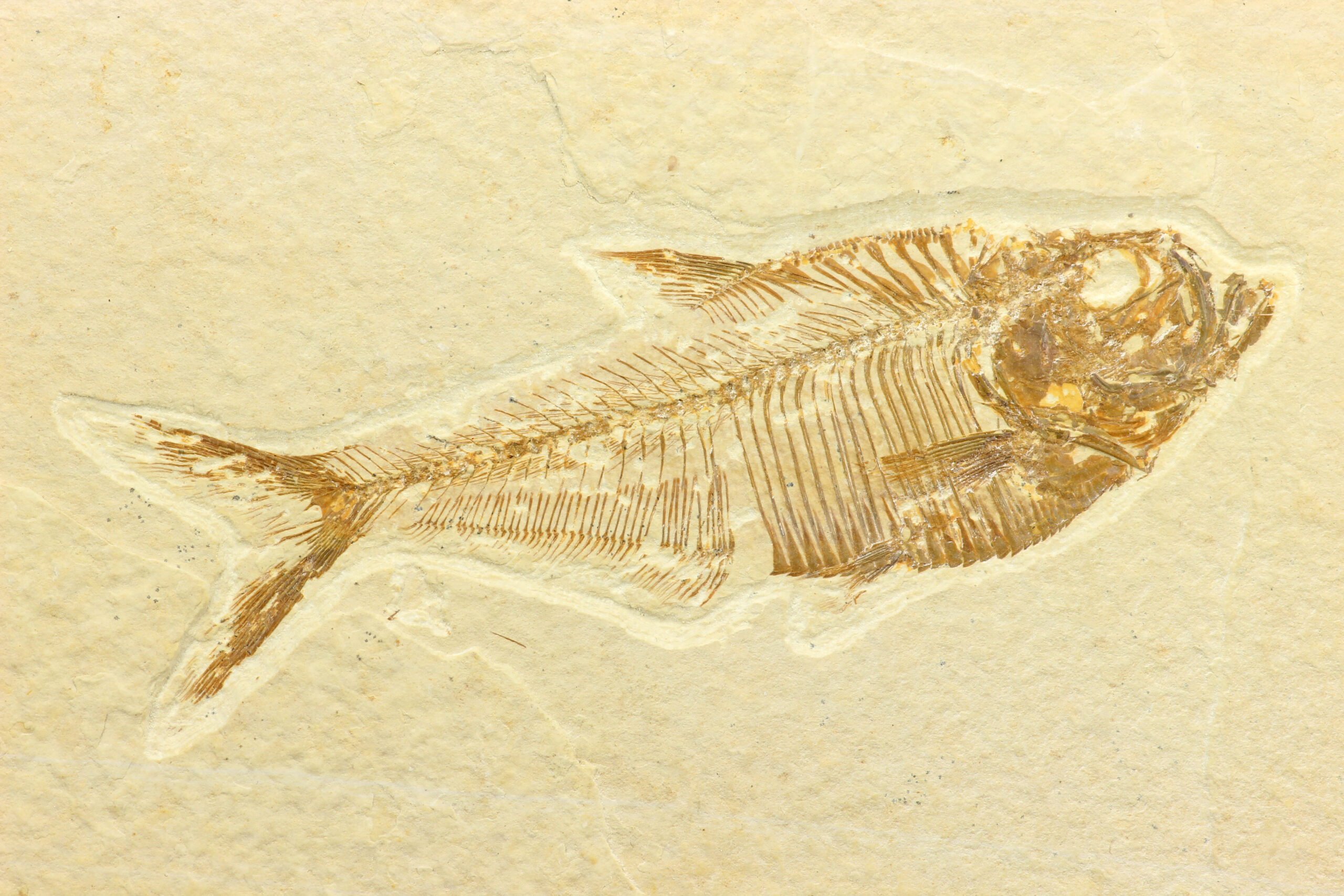 Un fossile découvert en Allemagne révèle le dernier repas funeste d’un poisson préhistorique