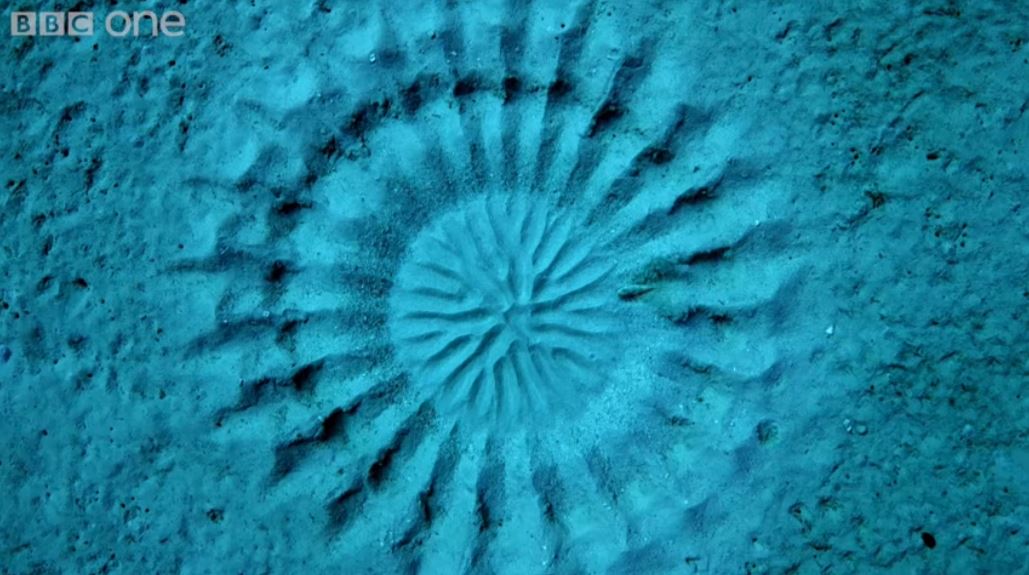 Cette magnifique structure dessinée au fond de l’Océan est l’œuvre d’un poisson