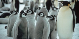 Nouveau record en Antarctique : les Manchots empereurs menacés par la fonte de la glace